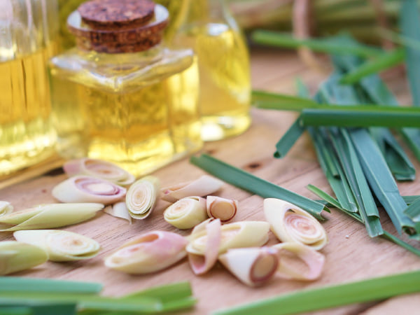 [Image: hinh-that-sa-chanh.jpg]