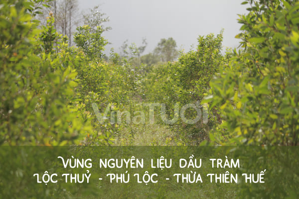 Nguyên liệu và cách mua tinh dầu tràm nguyên chất Huế