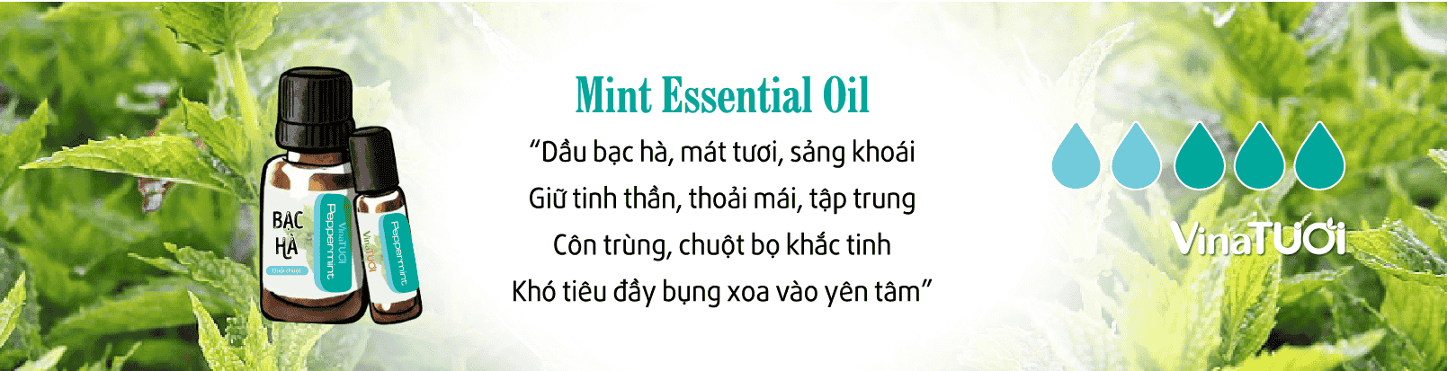 Công dụng tinh dầu bạc hà