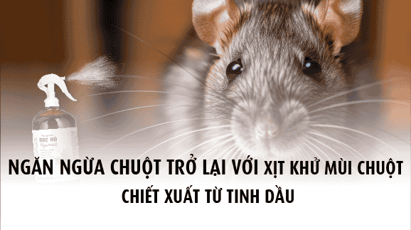 Ngăn ngừa chuột trở lại với xịt khử mùi chuột chiết xuất từ tinh dầu