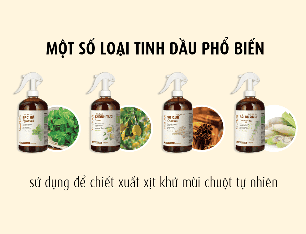 Các loại tinh dầu để làm xịt khử mùi chuột