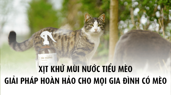 Xịt khử mùi nước tiểu mèo giải pháp hoàn hảo cho mọi gia đình có mèo