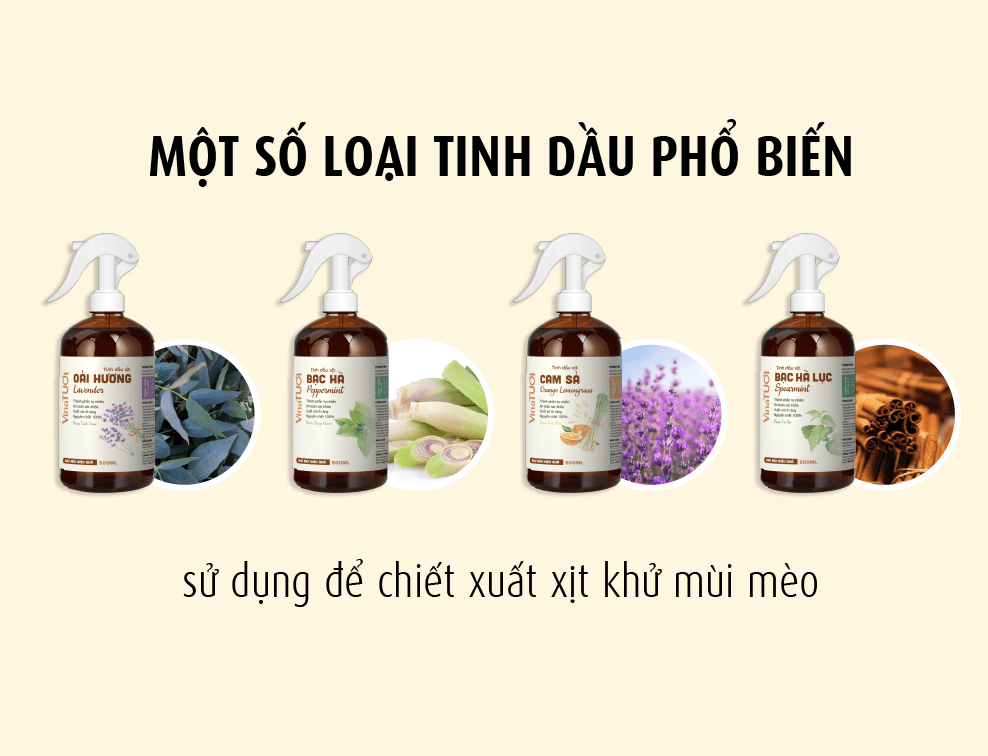 Một số loại tinh dầu phổ biến sử dụng để chiết xuất xịt khử mùi mèo