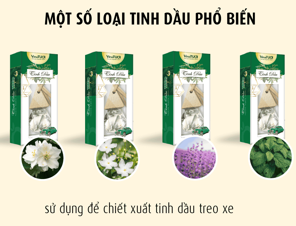 Một số loại tinh dầu phổ biến sử dụng để chiết xuất tinh dầu treo xe