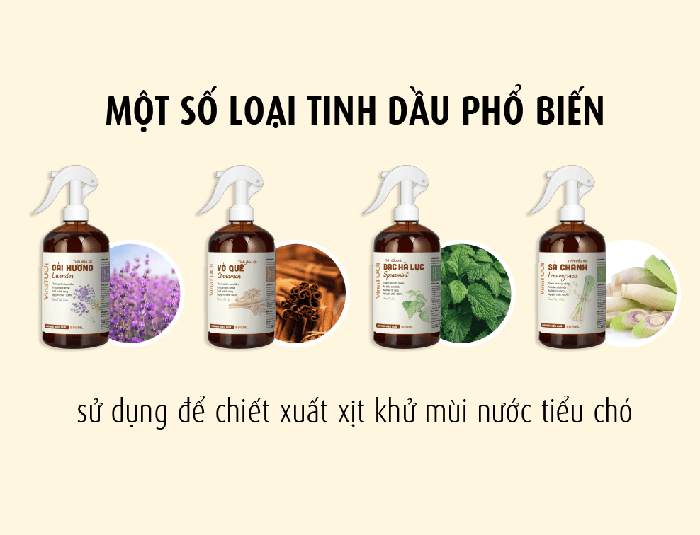 Một số loại tinh dầu phổ biến sử dụng để chiết xuất xịt khử mùi nước tiểu chó