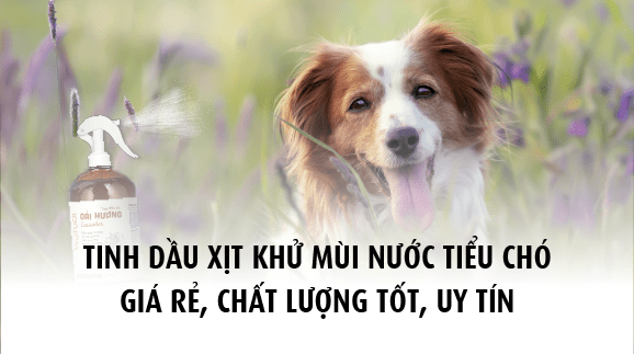 Tinh dầu xịt khử mùi nước tiểu chó giá rẻ, chất lượng tốt, uy tín