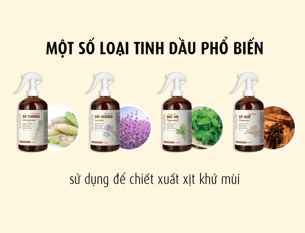 Một số loại tinh dầu phổ biến sử dụng để chiết xuất xịt khử mùi