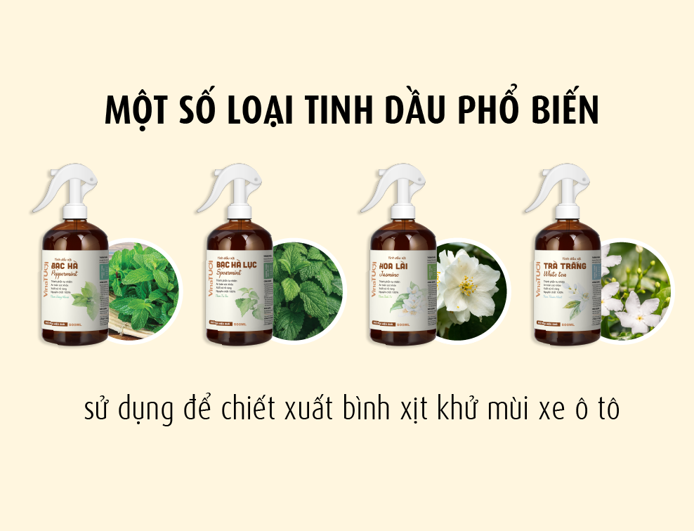 Một số loại tinh dầu phổ biến chiết xuất bình xịt khử mùi xe ô tô