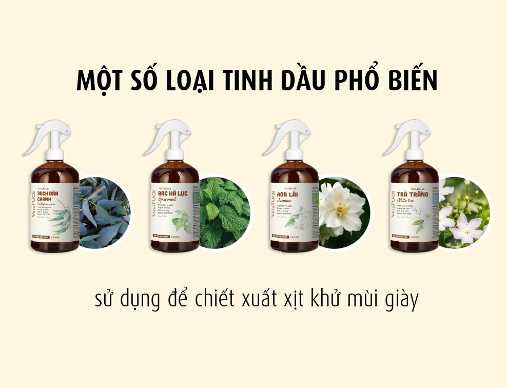 Một số loại tinh dầu phổ biến chiết xuất xịt khử mùi giày