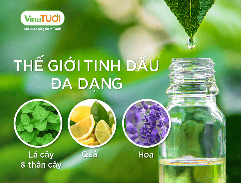 Thế giới tinh dầu đa dạng