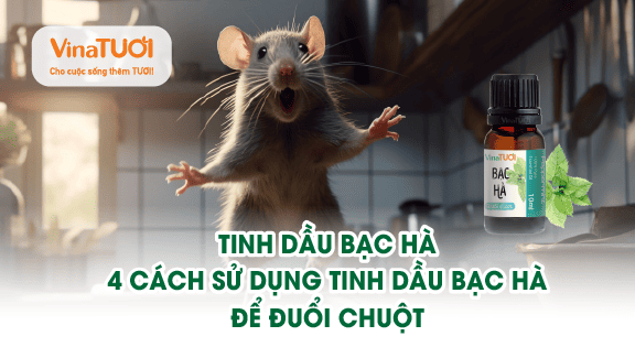 4 cách sử dụng tinh dầu Bạc Hà để đuổi chuột