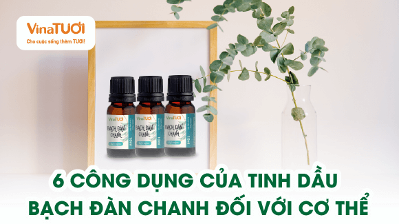 6 Tác Dụng Nổi Bật Của Tinh Dầu Bạch Đàn Chanh Đối Với Sức khỏe