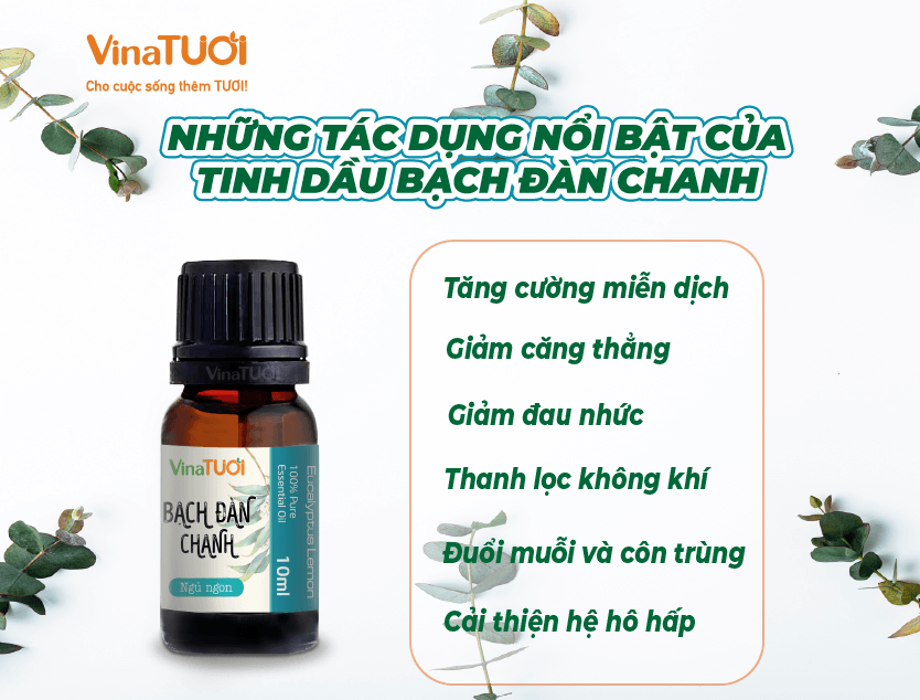 Những Tác Dụng Nổi Bật Của Tinh Dầu Bạch Đàn Chanh Với Sức Khỏe