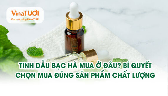 Tinh dầu bạc hà mua ở đâu? Bí quyết mua đúng sản phẩm chất lượng