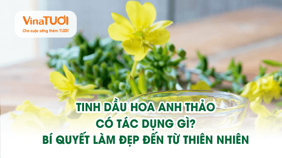 Tinh dầu hoa anh thảo có tác dụng gì? Bí quyết làm đẹp đến từ thiên nhiên