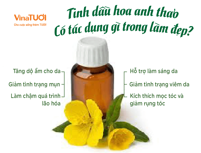 Tinh Dầu Hoa Anh Thảo Có Tác Dụng Gì Trong Làm Đẹp?