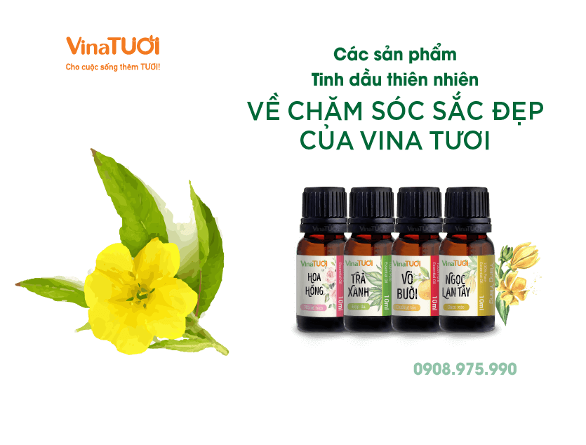 Các sản phẩm tinh dầu thiên nhiên về chăm sóc sắc đẹp của Vina Tươi