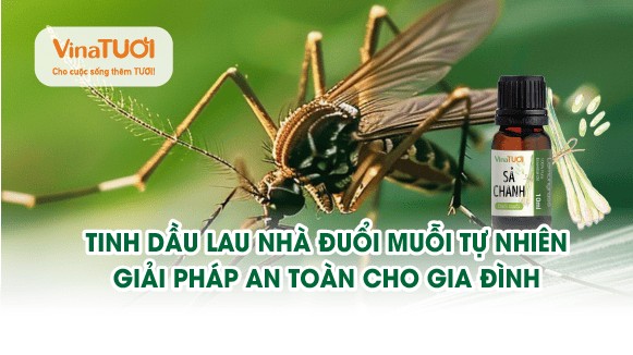 Tinh dầu lau nhà đuổi muỗi tự nhiên: giải pháp an toàn cho gia đình