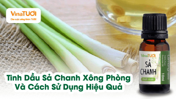 Tinh Dầu Sả Chanh Xông Phòng Và Cách Sử Dụng Hiệu Quả