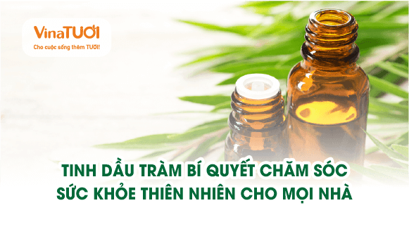 Tinh dầu tràm: Bí quyết chăm sóc sức khỏe thiên nhiên cho mọi nhà