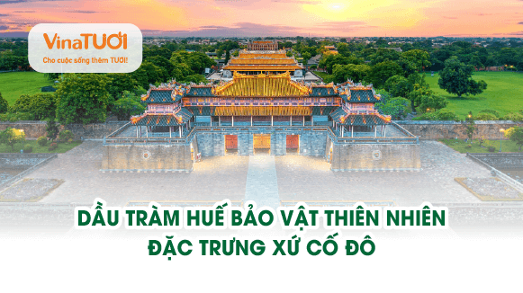 Dầu tràm Huế: Bảo vật thiên nhiên đặc trưng xứ cố đo