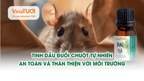 Tinh dầu đuổi chuột tự nhiên: An toàn và thân thiện với môi trường