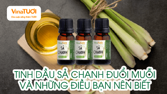 Tinh Dầu Sả Chanh Đuổi Muỗi Và Những Điều Bạn Nên Biết