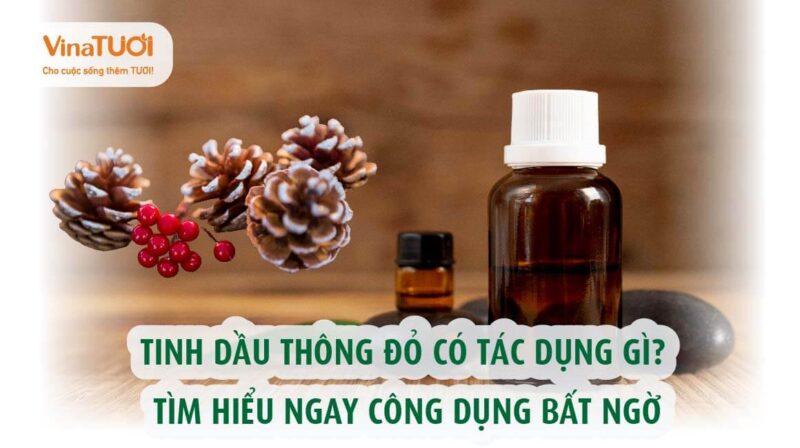 Tinh dầu thông đỏ có tác dụng gì? Tìm hiểu ngay công dụng bất ngờ