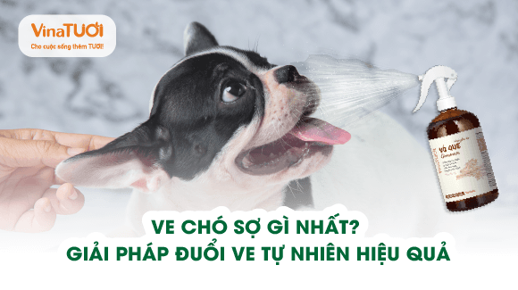 Ve chó sợ gì nhất? Giải pháp đuổi ve tự nhiên hiệu quả