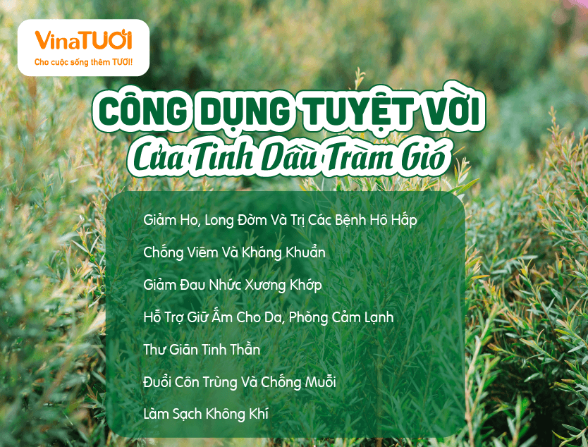 Công Dụng Tuyệt Vời Của Tinh Dầu Tràm Gió