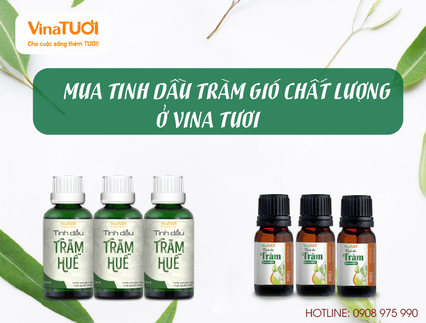 Mua Tinh Dầu Tràm Gió Chất Lượng Ở Đâu ?