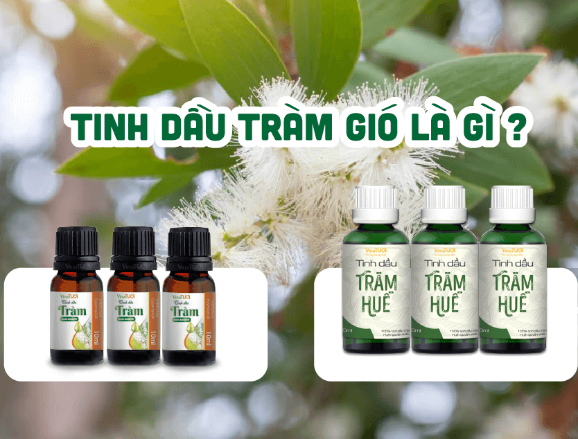 Tinh Dầu Tràm Gió Là Gì?