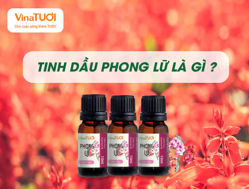 Tinh Dầu Phong Lữ Là Gì?