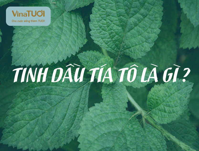 Tinh dầu tía tô là gì?