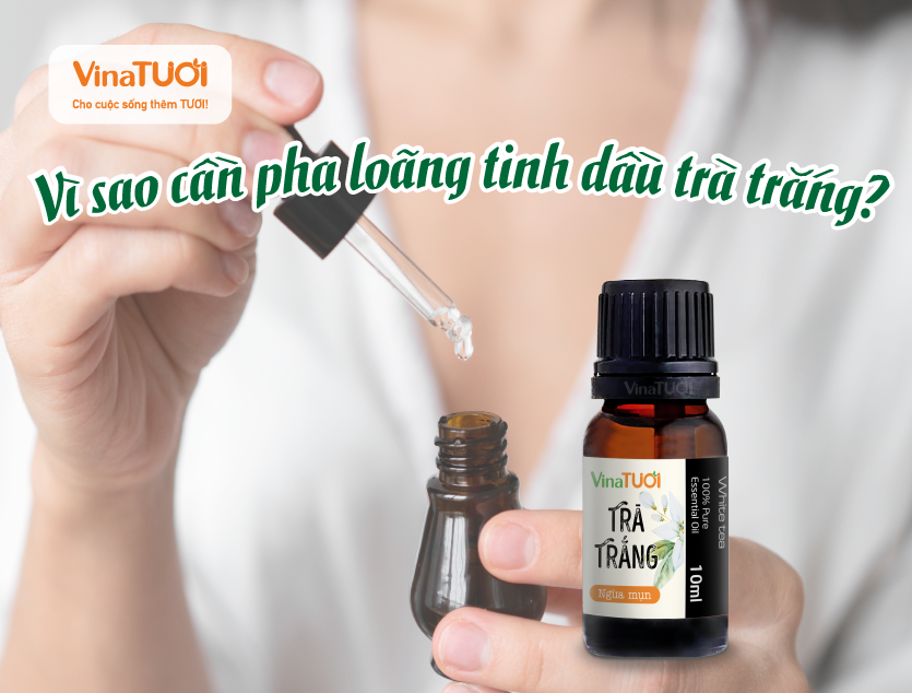 Vì sao cần pha loãng tinh dầu trà trắng?