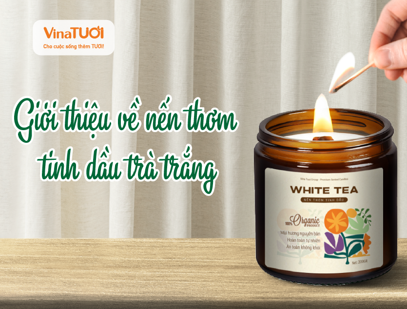 Giới thiệu về nến thơm tinh dầu trà trắng