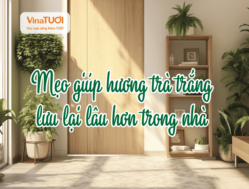 Mẹo giúp hương trà trắng lưu lại lâu hơn trong nhà