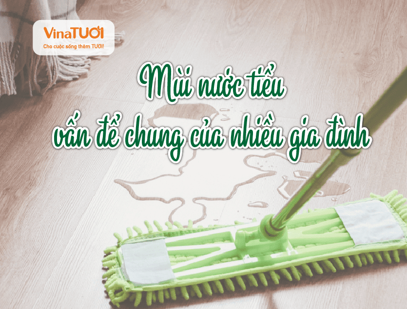 Mùi nước tiểu – Vấn đề chung của nhiều gia đình