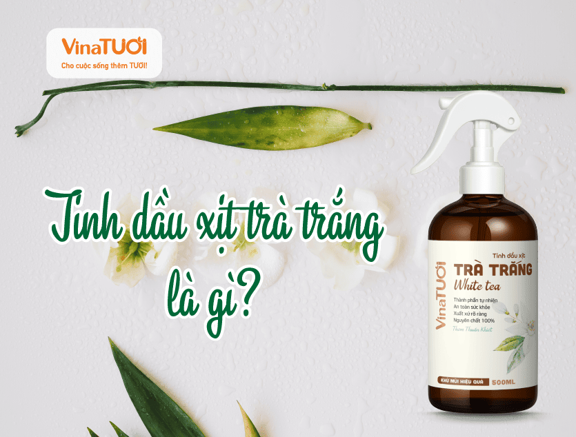 Tinh dầu xịt trà trắng là gì?