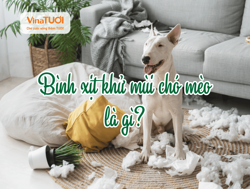 Bình xịt khử mùi chó mèo là gì?