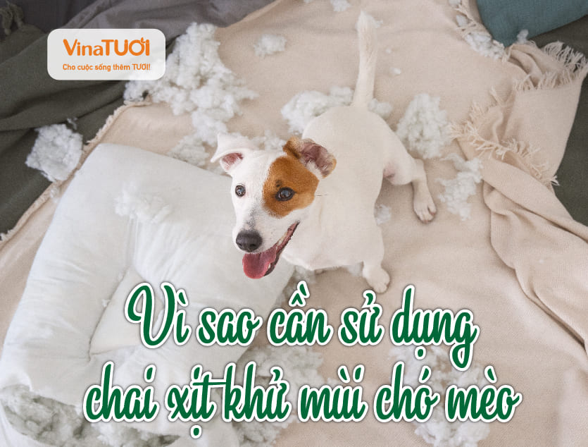 Vì sao cần sử dụng chai xịt khử mùi chó mèo
