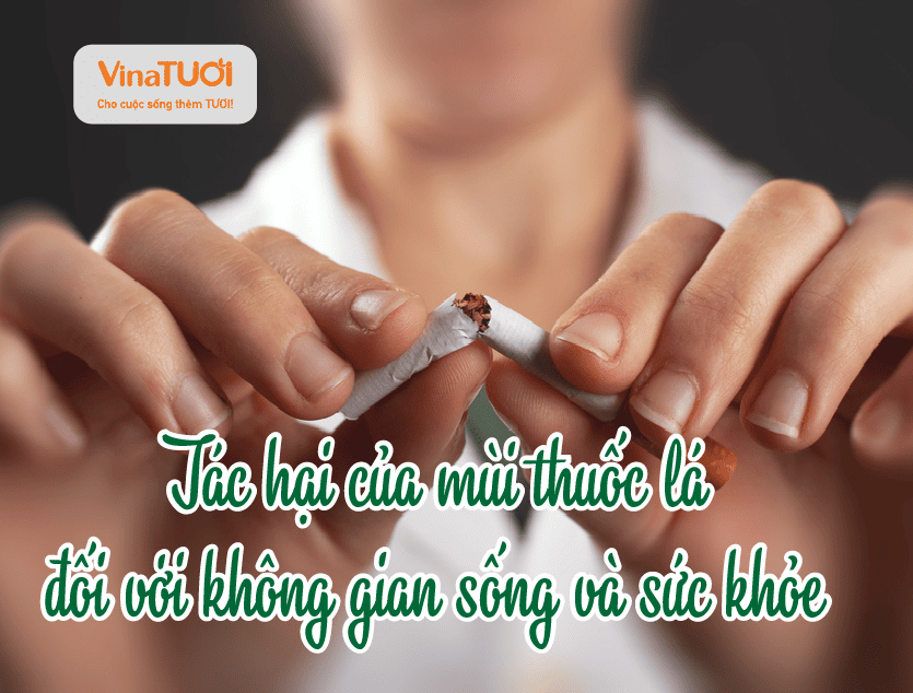 Tác hại của mùi thuốc lá đối với không gian sống và sức khỏe